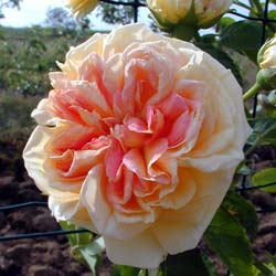 Rosal 'Alchymist'